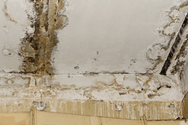 Best Dehumidification Services  in Orleans, VT
