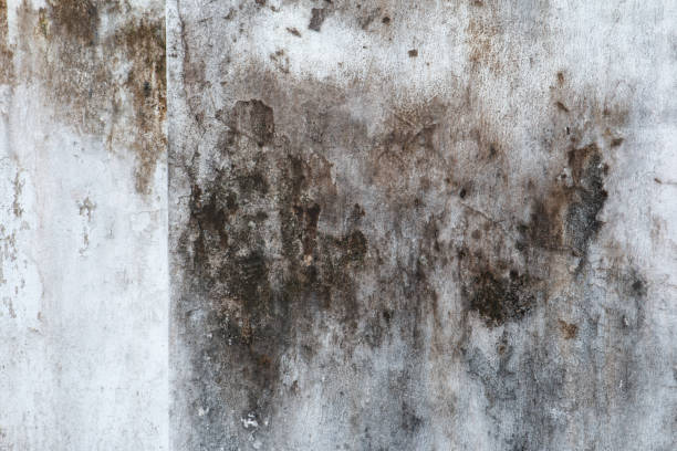 Best Emergency Mold Remediation  in Orleans, VT