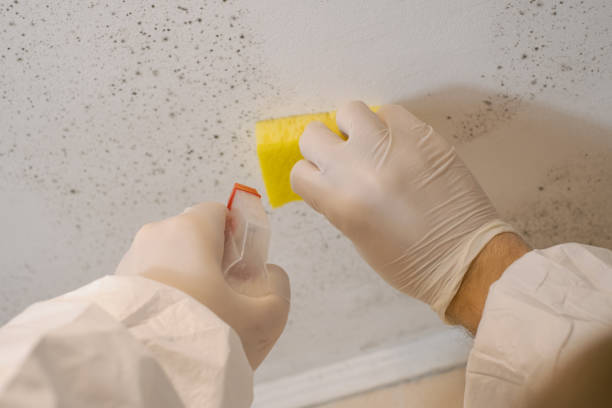 Best Mold Remediation for Healthcare Facilities  in Orleans, VT
