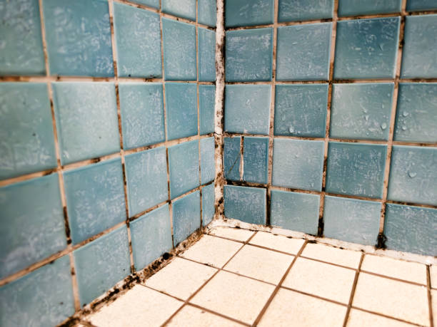 Trusted Orleans, VT Mold Removal Experts