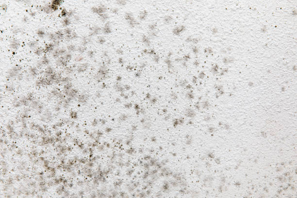 Best Biohazard Mold Removal  in Orleans, VT