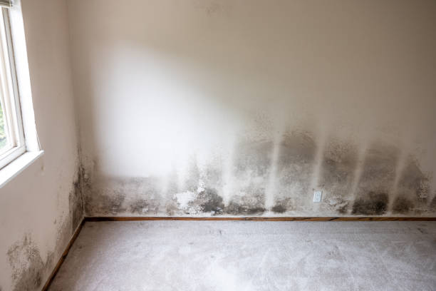  Orleans, VT Mold Removal Pros