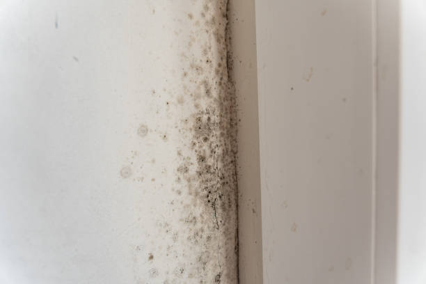 Best Commercial Mold Inspection  in Orleans, VT