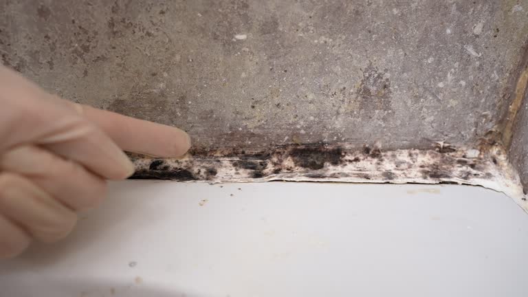 Best Mold Documentation for Insurance Claims  in Orleans, VT