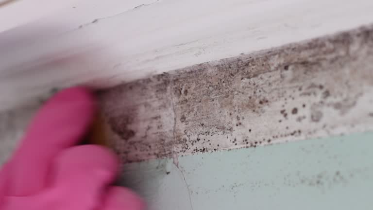 Best Airborne Mold Testing  in Orleans, VT